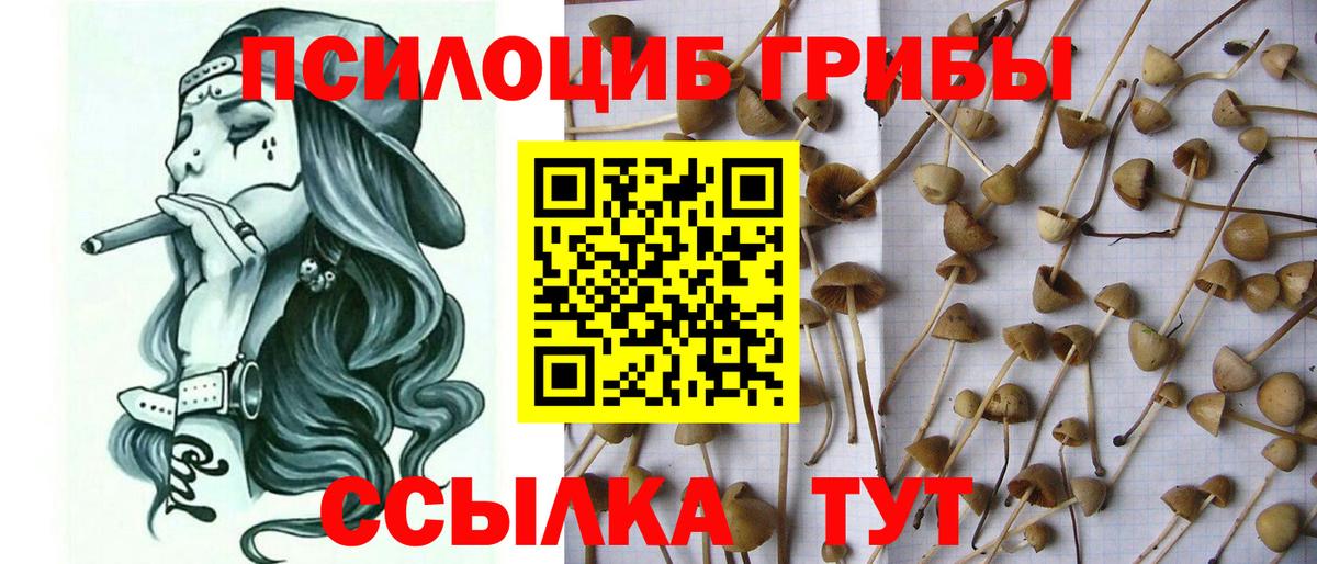 купить  сайты  Галлюциногенные грибы прущие грибы  Вход с VPN  Псилоцибиновые грибы MAGIC MUSHROOMS  Междуреченск 